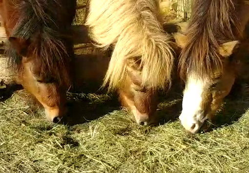 Tür 20 – Weihnachtswünsche von Lady, Tamarine & Lucky / Advent 2020 (Video)