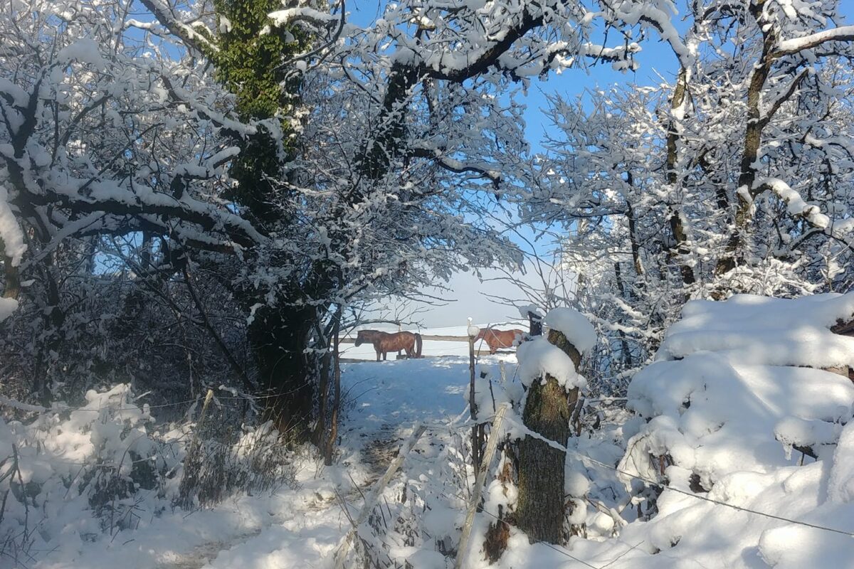 Ein Wintermärchen