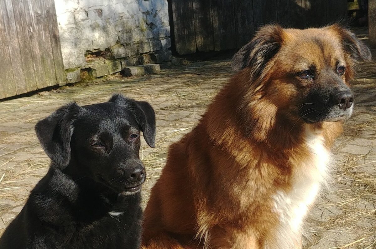 Momo und Filou – unsere beiden wunderbaren Beschützer auf 4 Pfoten