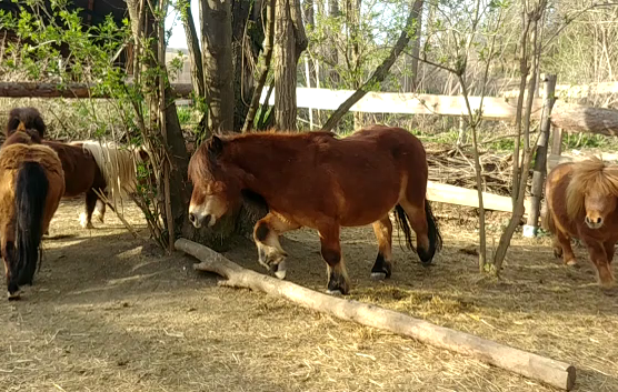 Unsere Ponybande in aller Lebensfreude am Minitrail unterwegs! / Video